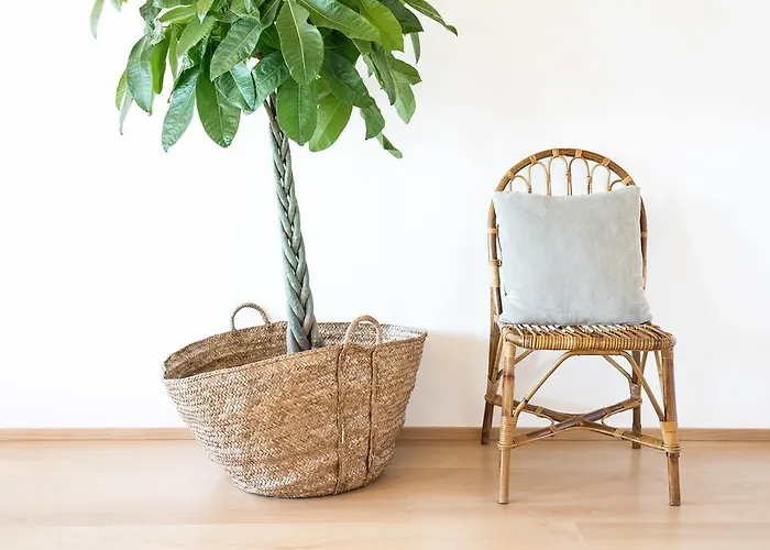 Cestaria * Costa Nova